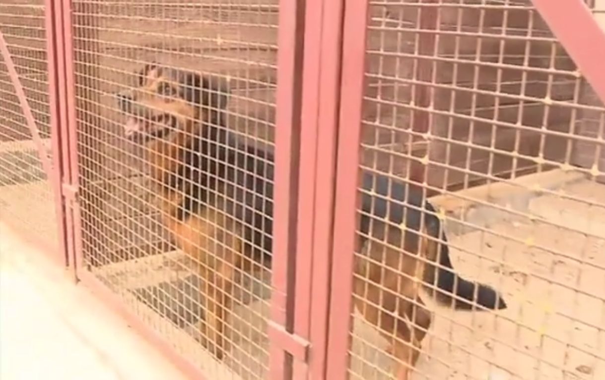 Dobre wieści ze schroniska "Na Paluchu"