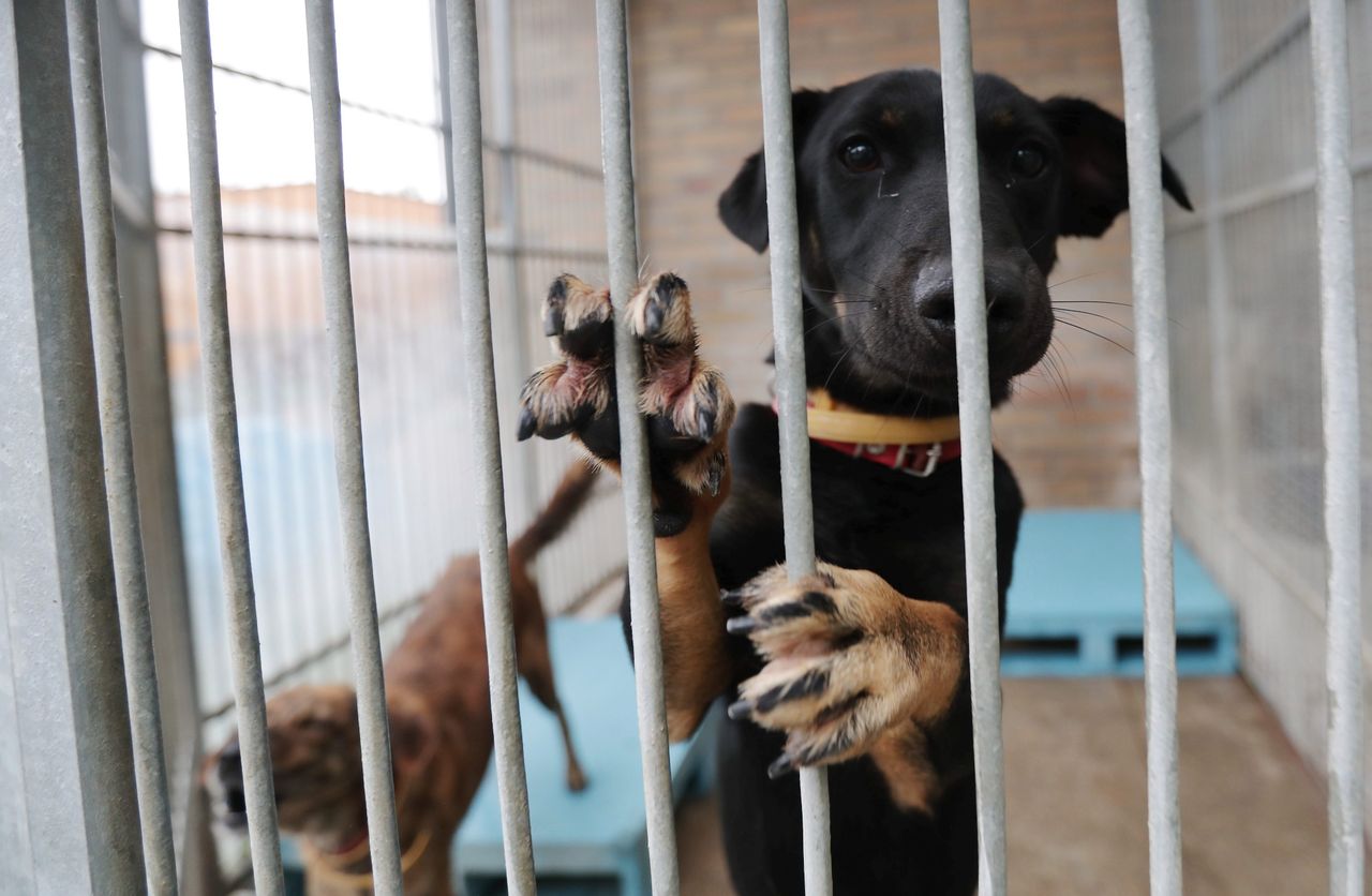 Chcesz zaadoptować zwierzę? Przygotuj się na drogę przez mękę