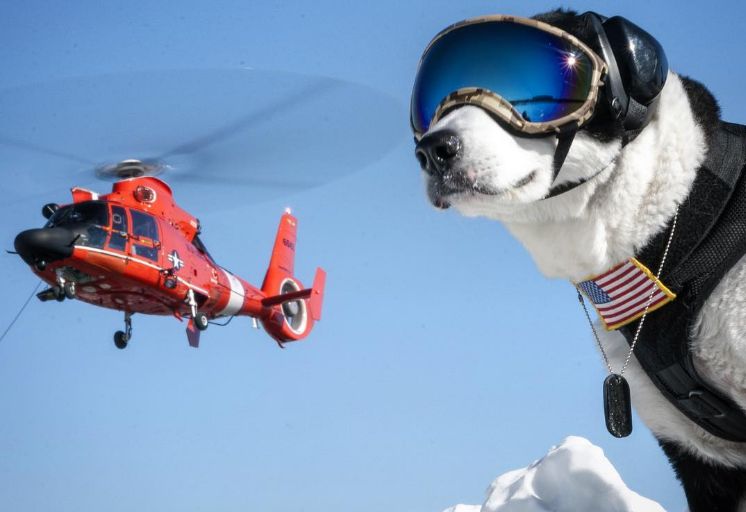 Ten pies pracuje na lotnisku. Specjalizuje się w atakach z powietrza