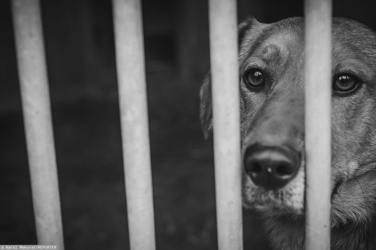 Przyborówko. Eksplozja i pożar w schronisku dla zwierząt. Zginęły psy