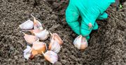 Wymieszaj z wodą  i podlej czosnek po sadzeniu. Wyrosną duże główki