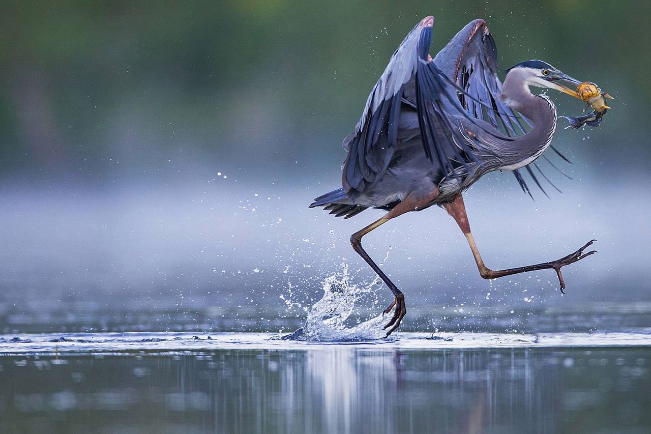 Ptaki są nudne? Po tych zdjęciach zmienisz zdanie