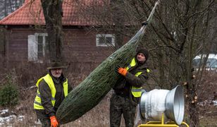 Bożonarodzeniowa choinka. Sprawdzone sposoby pielęgnacji drzewka