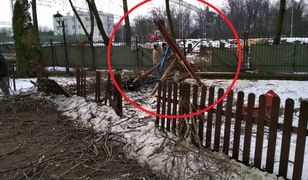 PKP wycina drzewa. Jedno runęło na plac zabaw. "Tam mogło się bawić moje dziecko"