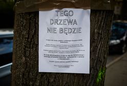 Łódź: aleja jesionów ma przestać istnieć. Wyciętych ma zostać ponad 70 przedwojennych drzew