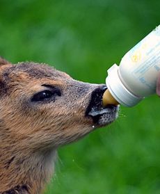 Szpital i "sierociniec" dla zwierząt