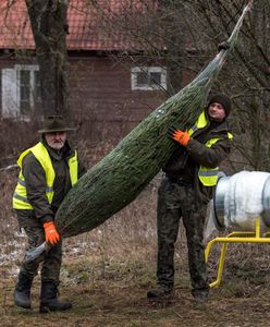 Bożonarodzeniowa choinka. Sprawdzone sposoby pielęgnacji drzewka