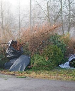 Jak wyrzucić choinkę i nie dostać 500 złotych mandatu? To nie takie trudne, jak myślisz