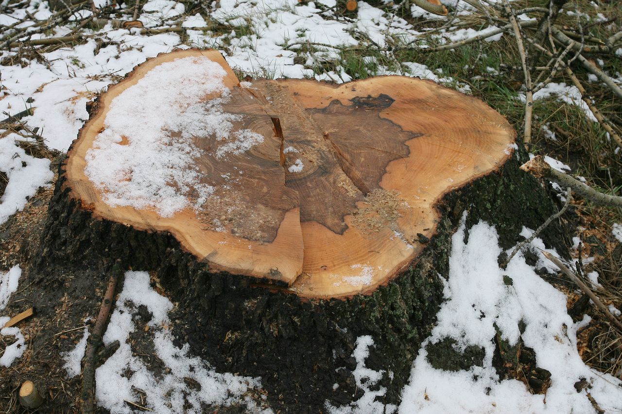 Ćwierć miliona kary za wycinkę drzewa, rolnik jest załamany. "Taka kara?! Można za to kupić mieszkanie"