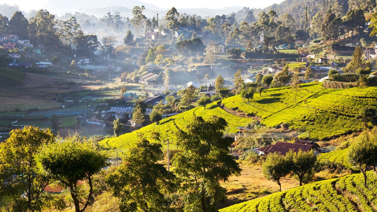 Wojna o drugi najpopularniejszy napój świata
