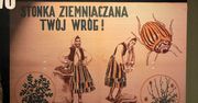 Jak komuna ze stonką walczyła