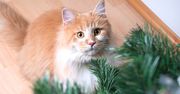 Spryskaj tym choinkę i przekonaj się, że kot straci nią zainteresowanie. Będzie nietykalna!