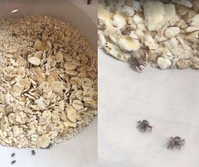 Obrzydliwe znalezisko w owsiance z Tesco. "Paczka dosłownie się ruszała"