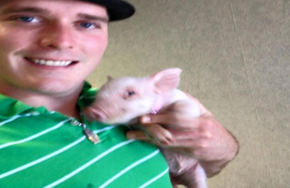 Myśleli, że kupują miniaturową świnkę