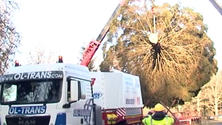 W pełni przyozdobiona choinka stanie 7 grudnia