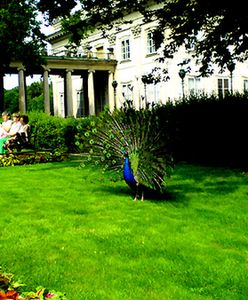 Królewskie pawie w Łazienkach Królewskich