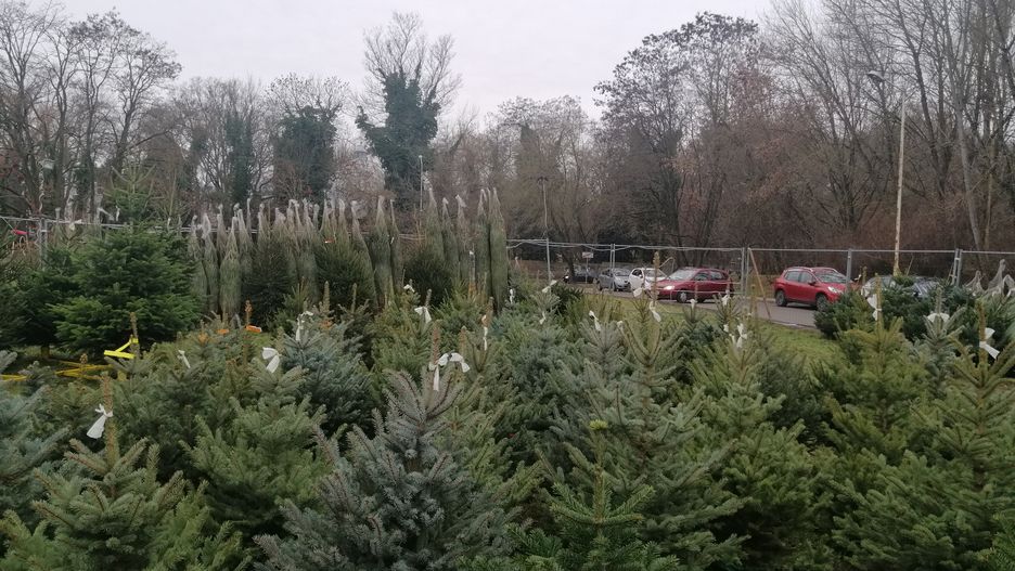 25 proc. Polaków deklaruje, że nie kupi żadnej choinki.