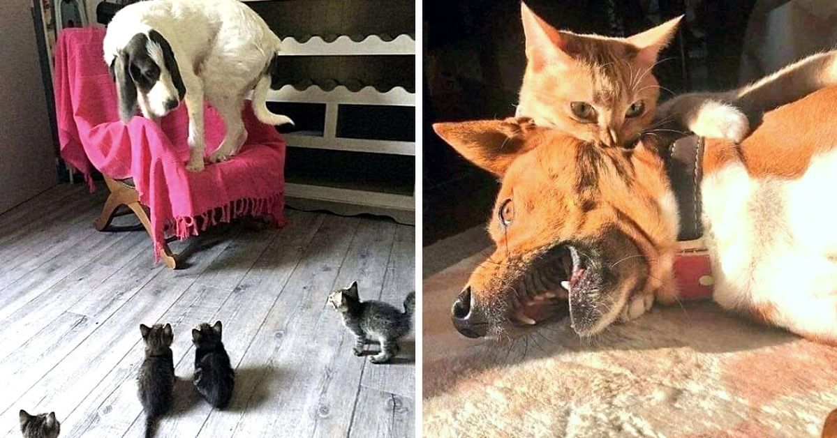 17 Kittens Behaving Badly. The Dogs Don’t Stand a Chance