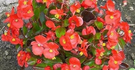 Begonia stale kwitnąca