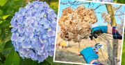 Wiosną tylko tak przycinaj hortensje! W przeciwnym razie nie zakwitnie