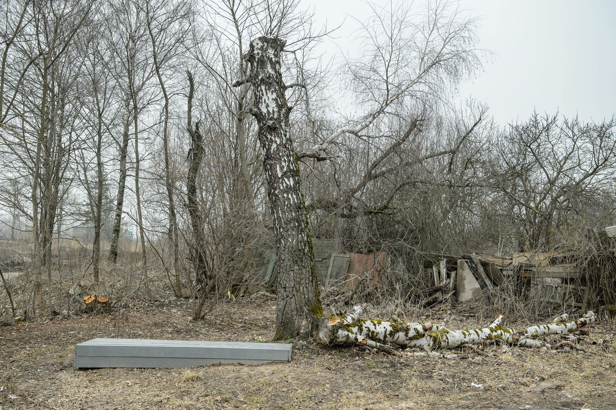 Brzoza, o którą zawadził prezydencki tupolew w Smoleńsku 