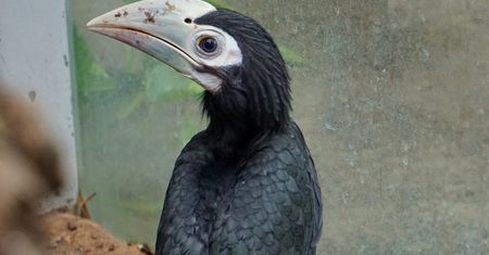 We wrocławskim zoo narodził się dzioborożec palawański