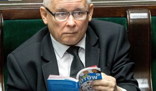 Martwe foki nad Bałtykiem. Polacy chcą, by interweniował Jarosław Kaczyński. Sondaż