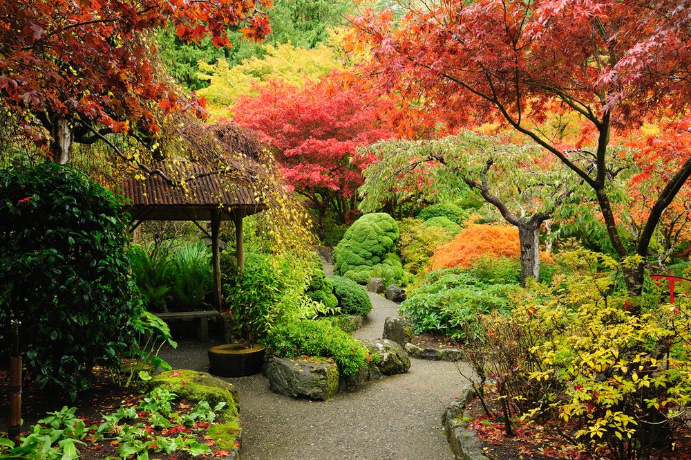 Japoński ogród - jak stworzyć namiastkę Japonii w przydomowym ogrodzie? Porady i inspiracje