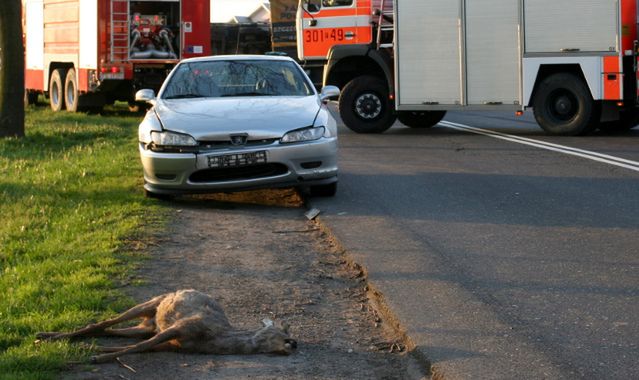 Zderzenie z dzikim zwierzęciem: jak odzyskać pieniądze?