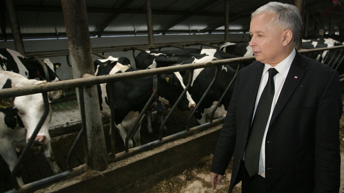 Jarosław Kaczyński obiecał program krowa+