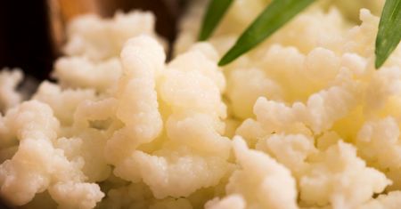 Grzybek tybetański – naturalny probiotyk