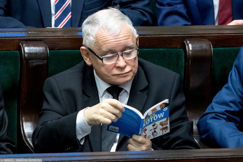 Jarosław Kaczyński jest miłośnikiem zwierząt, lecz poparł ustawę specjalną dot. ASF.