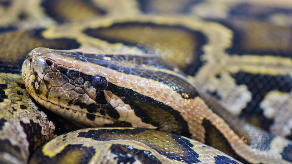 Klimat panujący w Everglades jest idealnym środowiskiem dla pytonów