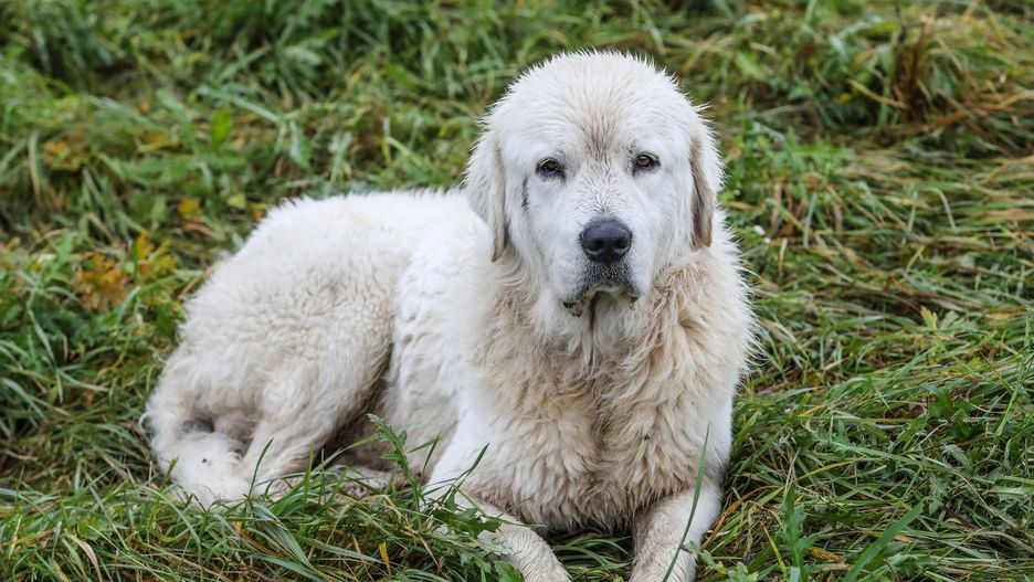Mężczyzna zatłukł młotkiem owczarka podhalańskiego