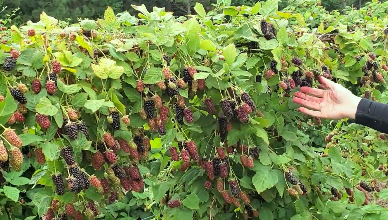 Co roku zbierzesz nawet 30 kg owoców! Ten krzak warto posadzić w swoim ogródku