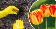 Nie spiesz się z sadzeniem tulipanów do gruntu. Pamiętaj o tej jednej rzeczy