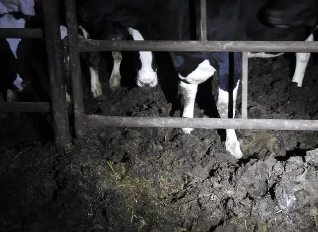 Stłoczone w oborze krowy "ślizgają się na własnych odchodach" (SORZ Animal Rescue Polska) 