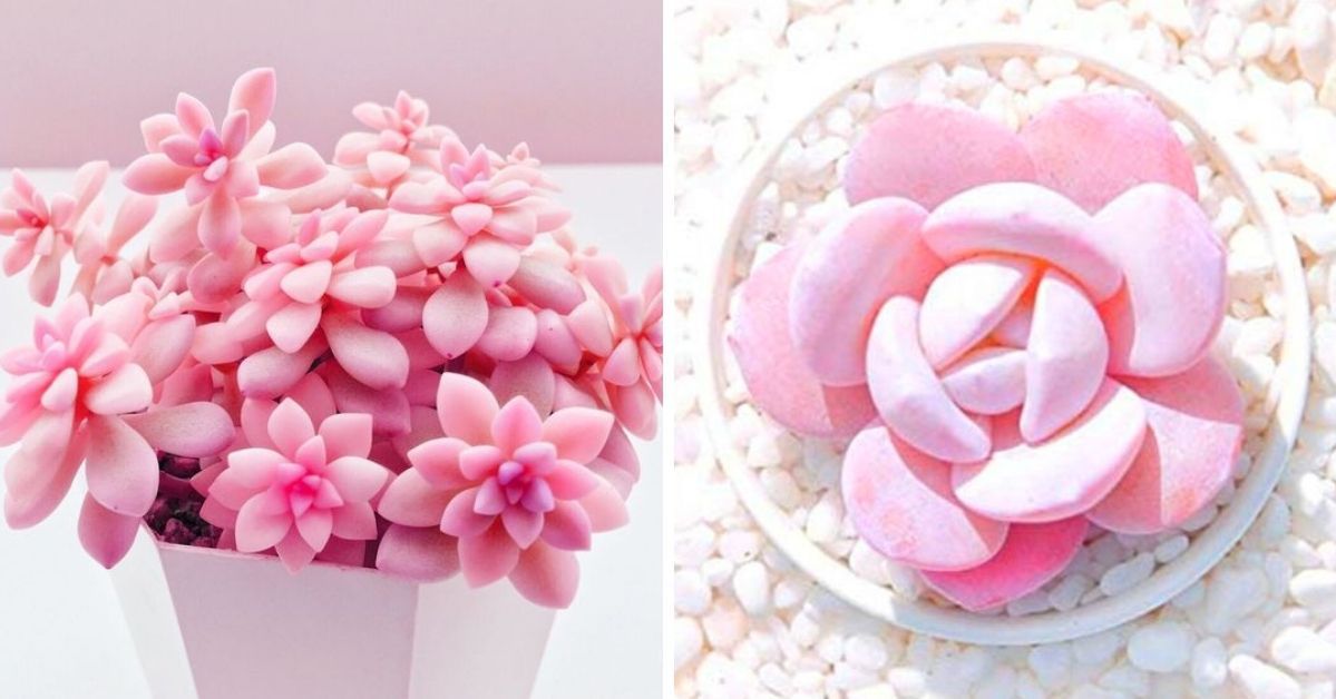 Pink Succulents Look like Cheeks Powdered Pink. A Great Gift for Princesses of All Ages!