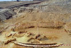 Znaleziono rekordowo wielkie kły mastodonta