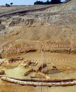 Znaleziono rekordowo wielkie kły mastodonta