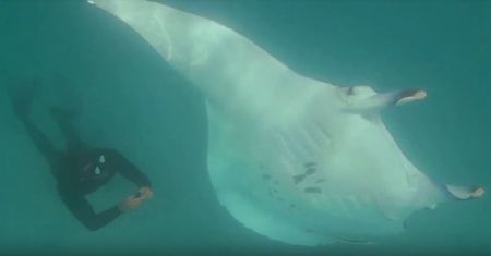 Cierpiąca manta prosi nurka o pomoc. Niesamowite nagranie z głębi oceanu