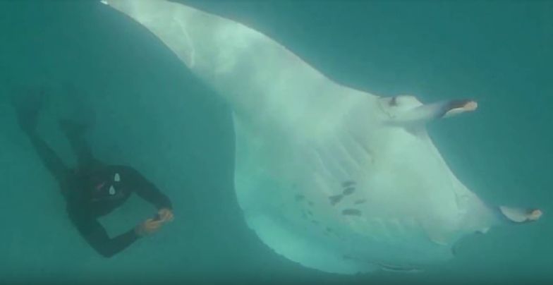 Cierpiąca manta prosi nurka o pomoc. Niesamowite nagranie z głębi oceanu