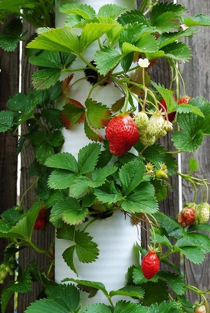 Vertical Strawberry Tube Planter