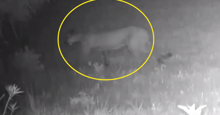 Niezwykle rzadki leopard ujęty na zdjęciu. Pierwsza fotografia od 100 lat