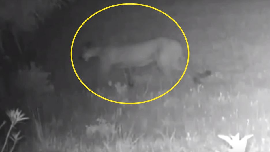 Czarny leopard to niezwykle rzadko spotykane zwierzę