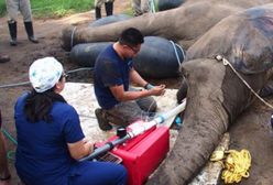 Słoń dwa lata czekał na operację. Pieniądze zebrała lokalna społeczność