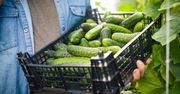 Nawóz z 2 składników dla ogórków gruntowych. Plony będą gigantyczne
