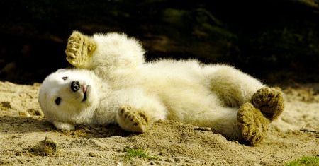 Najsłynniejszy miś polarny świata ma swoją biografię