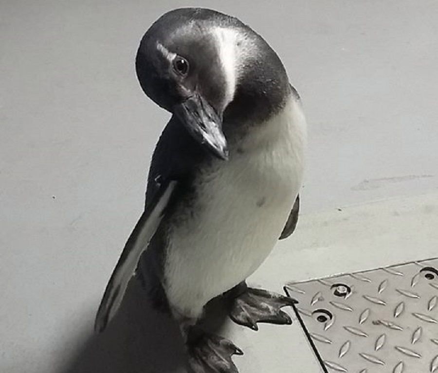 Janush nie żyje. Najsłynniejszy pingwin w Polsce miał dwa lata