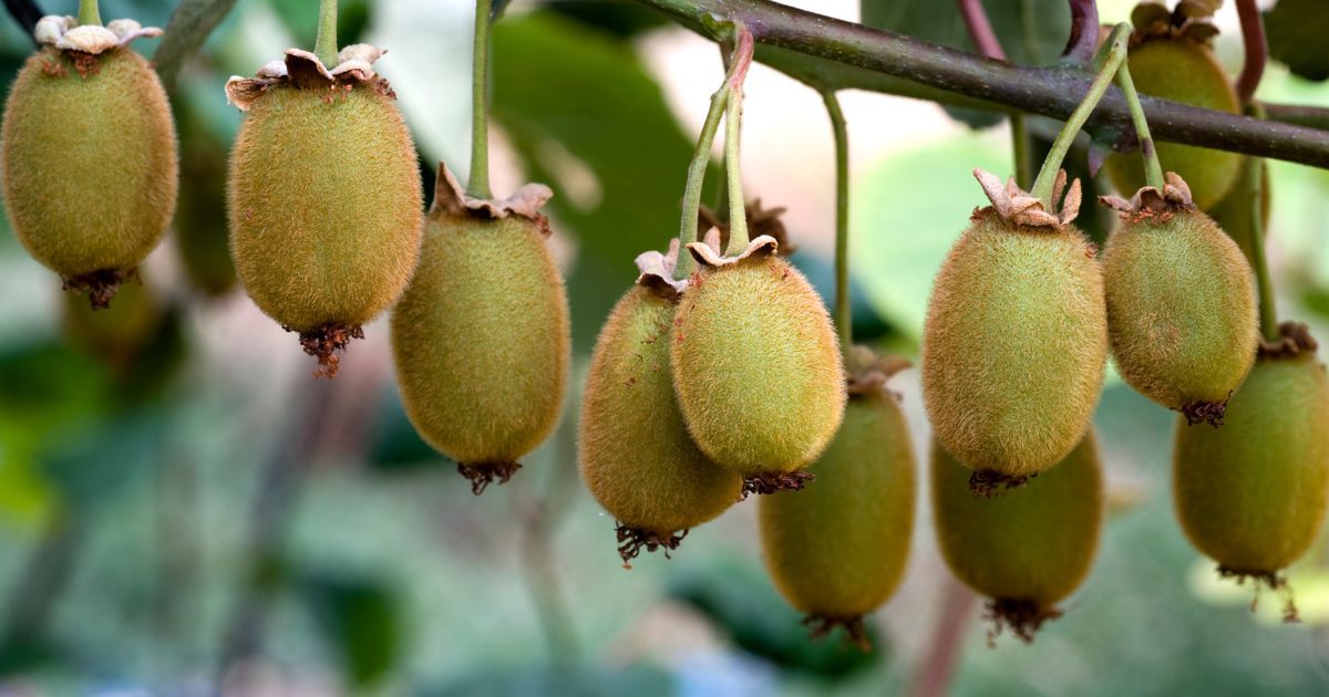 Rosnące kiwi- Pyszności, źródło: Canva